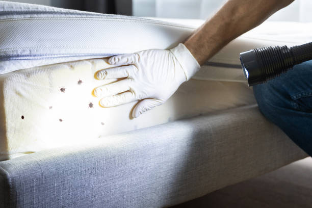 Best Pest Removal Services  in Imlay City, MI