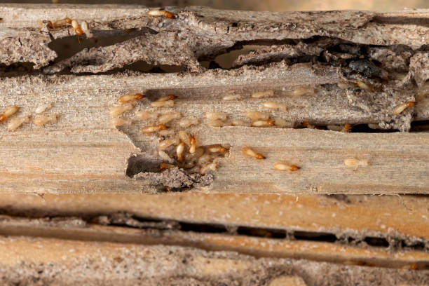 Best Best Pest Control Companies  in Imlay City, MI